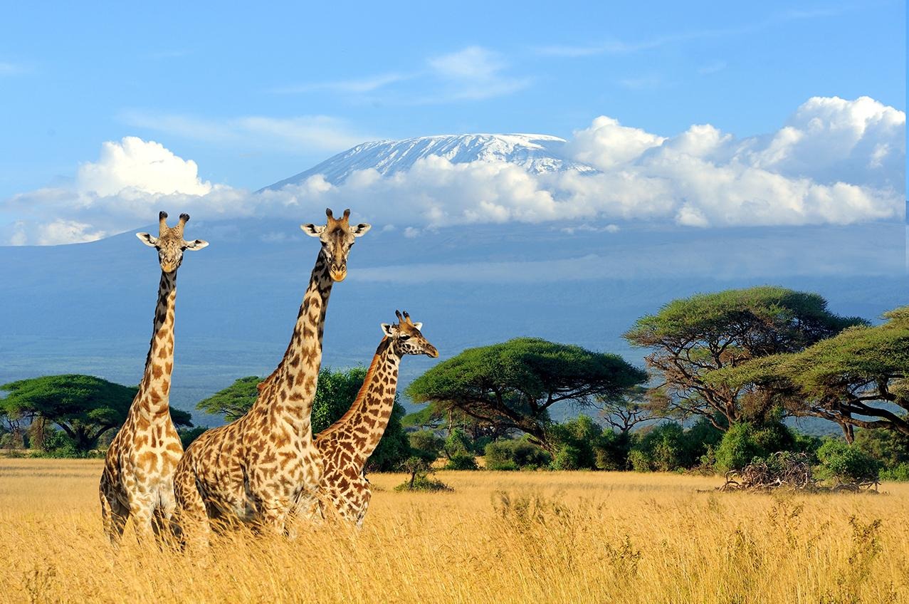 Afrika